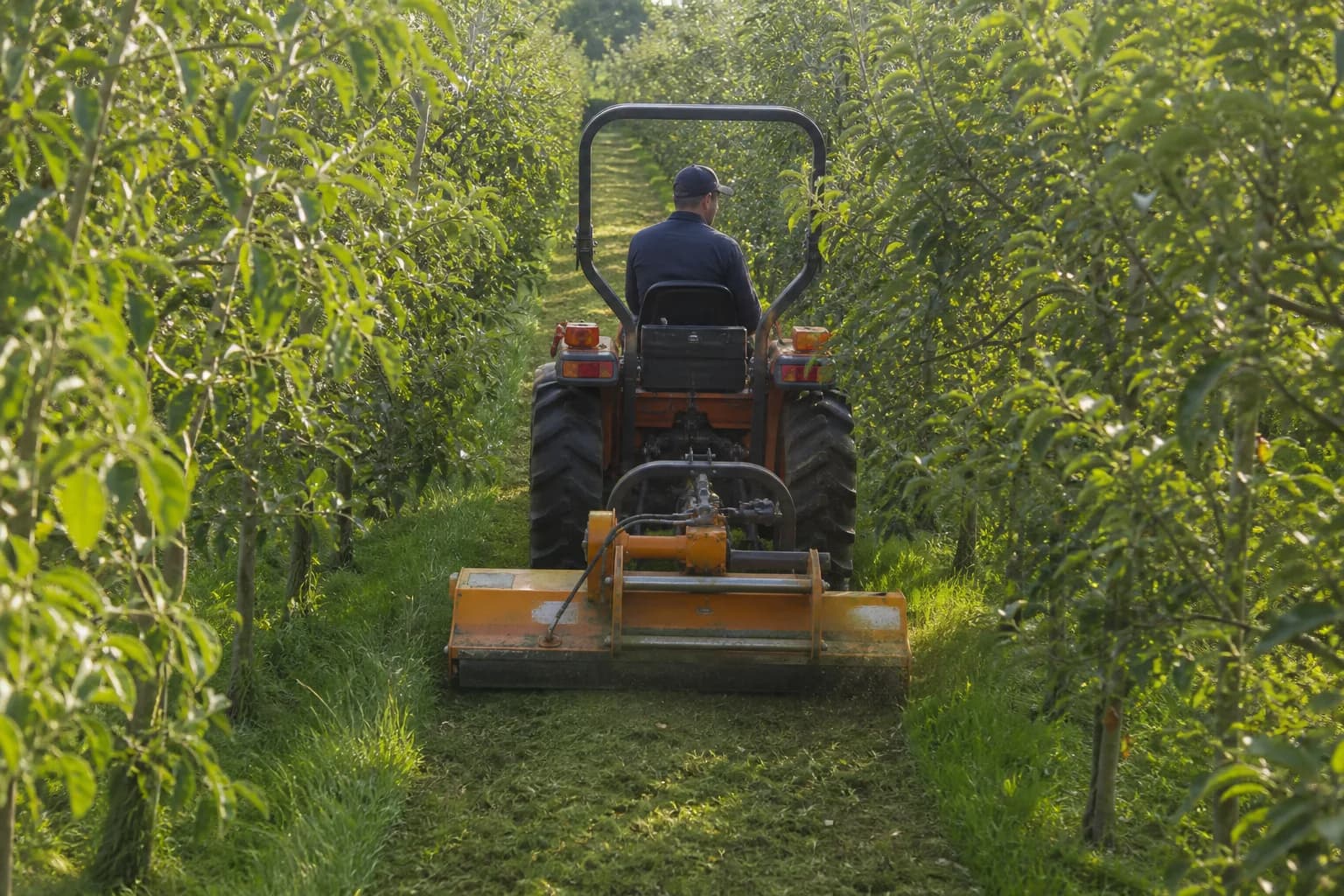 Kompaktný malotraktor s mulčovačom kosí trávu medzi radmi ovocných stromov.